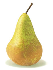 Conference pear
