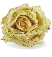 Castelfranco variegated radicchio