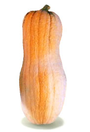 Zucca violina